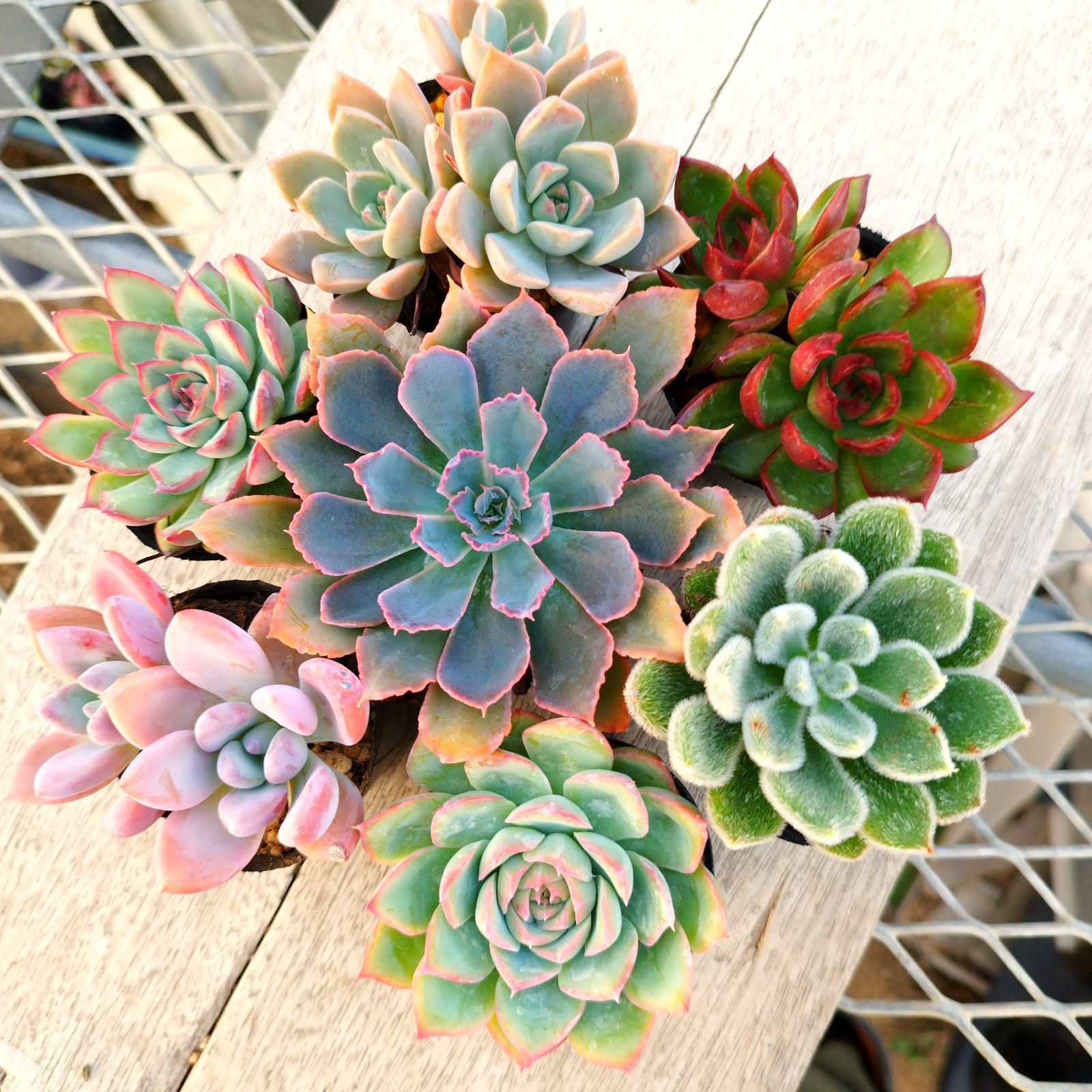 多肉植物エケベリア Zebra ゼブラ 抜き苗 多肉植物エケベリア Zebra