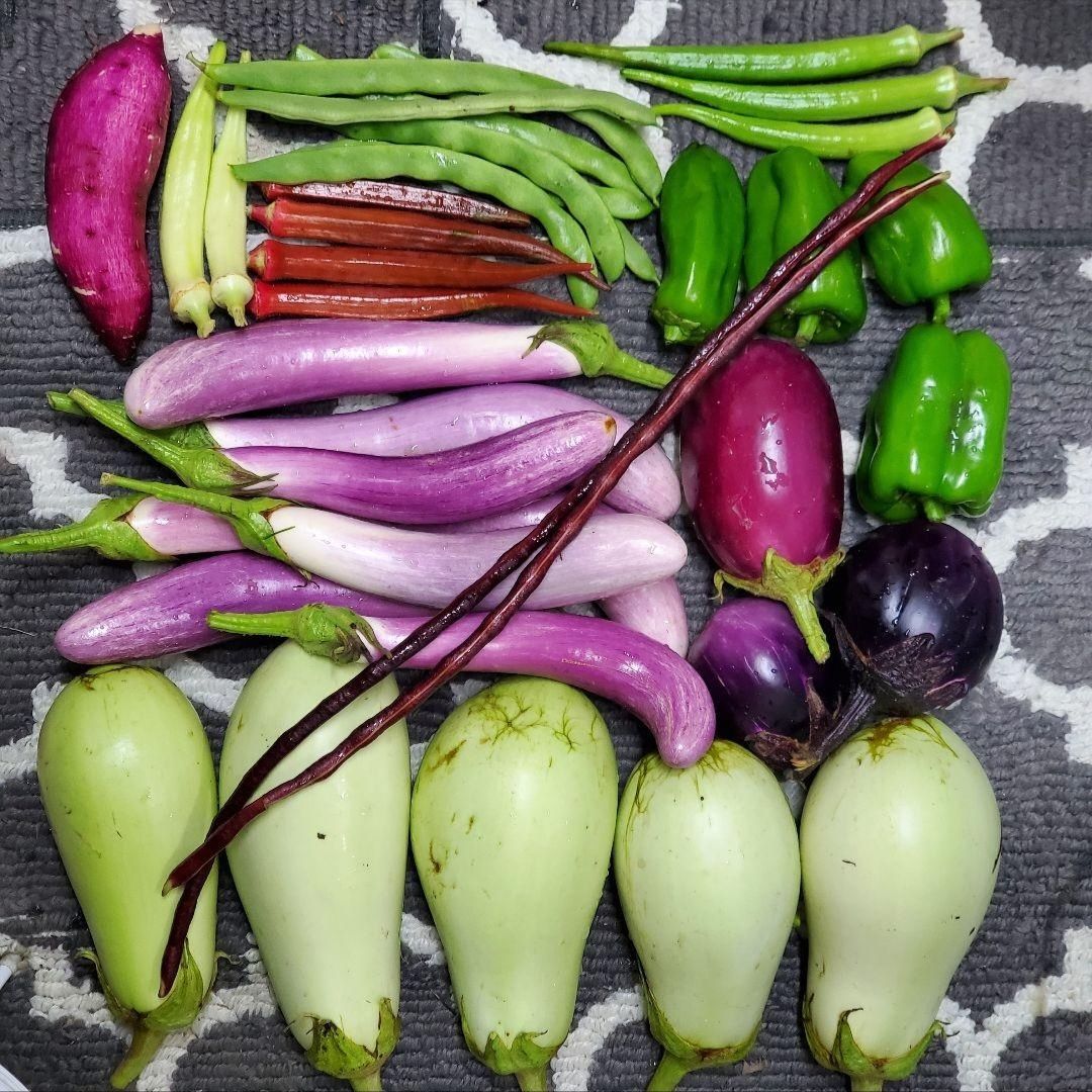 マーケターきゅうりの種(Marketer Cucumber・固定種) - メルカリ