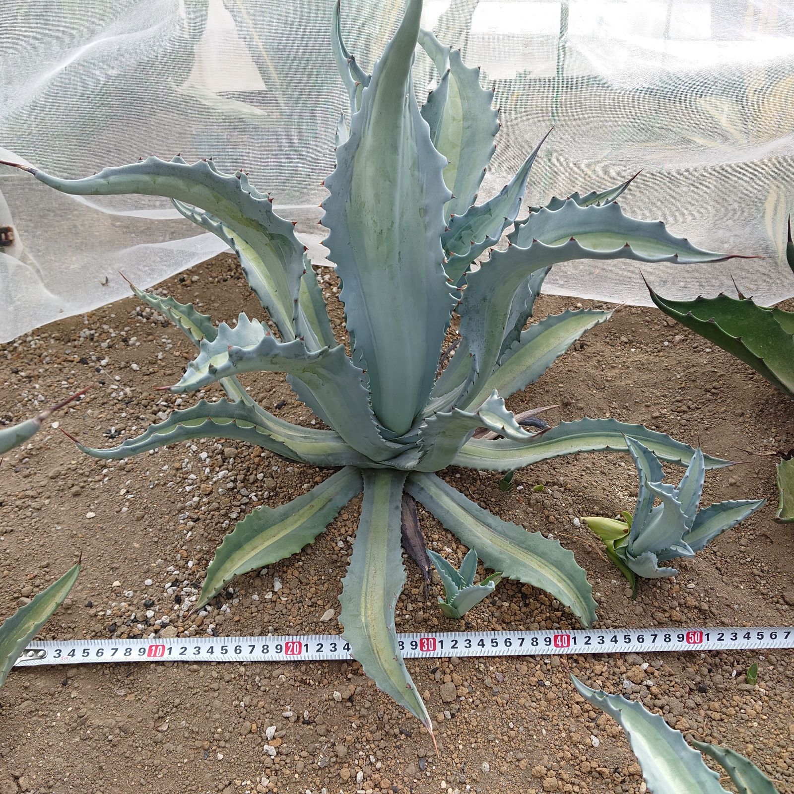 アガベ アメリカーナ エクスパンサパリーダ 大株 直径57㎝ - メルカリ