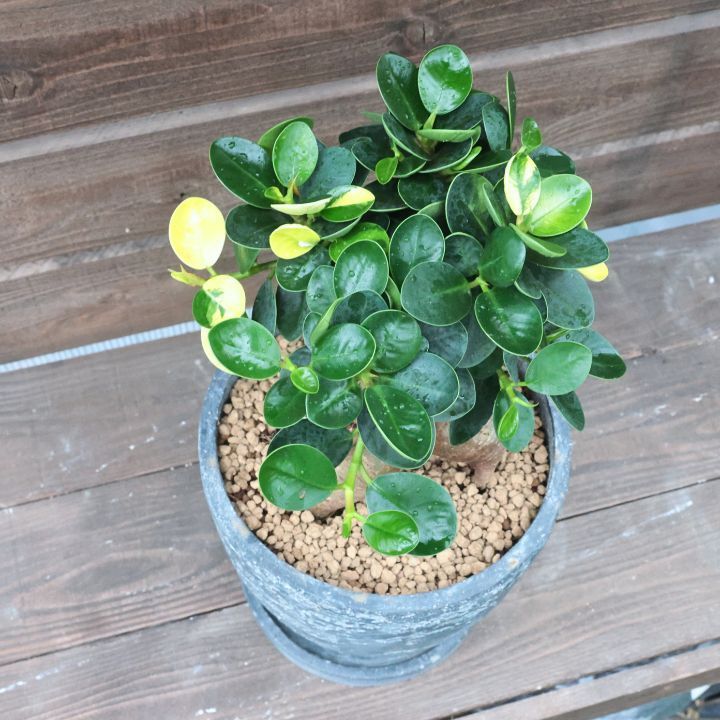 観葉植物 斑入り パンダガジュマル ドワーフ (コパンダガジュマル