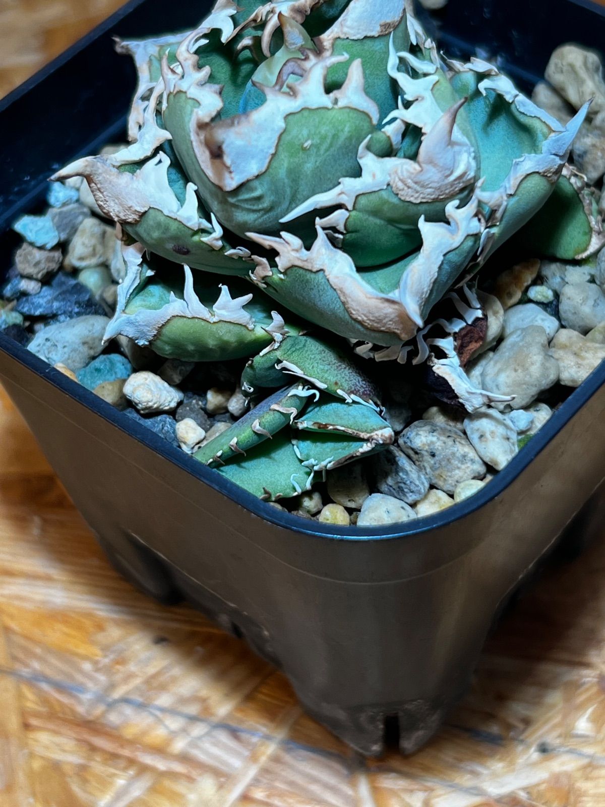 アガベ CJ Special NS No.3（発根済み） - メルカリ