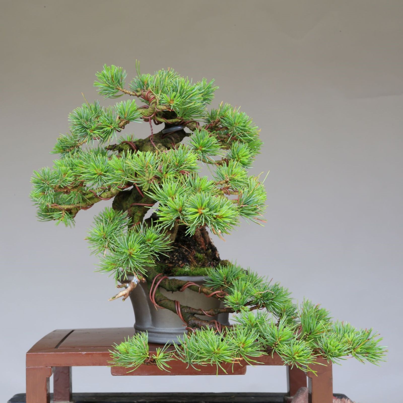 白木盆栽園 太幹 五葉松 樹高32センチ 山秋鉢 盆栽黒松赤松五葉松観葉