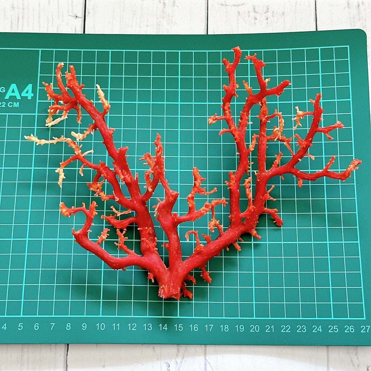 高知県産】希少☆天然 血赤珊瑚 原木 サンゴ 重さ93.5g コーラル