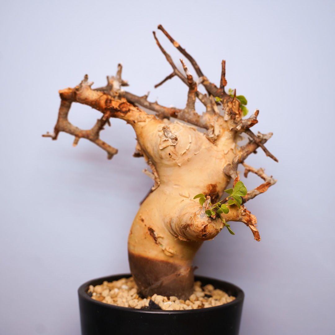 発根済】コミフォラカタフ ピュア ソマリア産 発根済