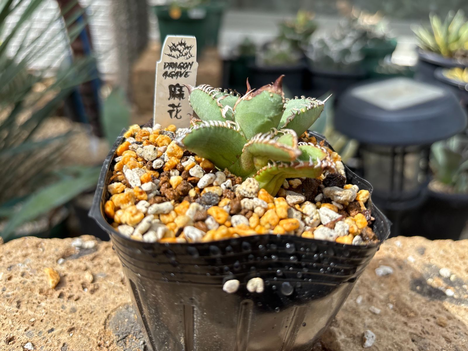 Dragon Agave産》アガベ チタノタ '麻花'（'麻花龍'）｜台湾アガベ、大