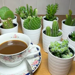 2026年最新】サボテン マーベリックの人気アイテム - メルカリ