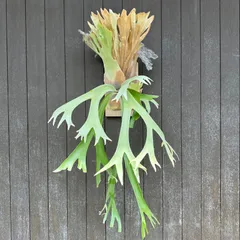 2026年最新】ウィリンキー ワイルドの人気アイテム - メルカリ