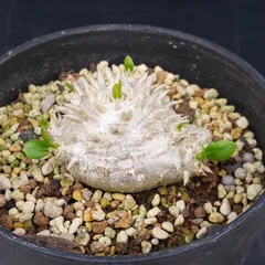 2026年最新】恵比寿笑い パキポディウムの人気アイテム - メルカリ