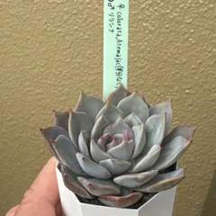 2026年最新】miya苗の人気アイテム - メルカリ