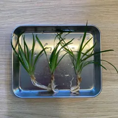 2026年最新】ホシクサの人気アイテム - メルカリ