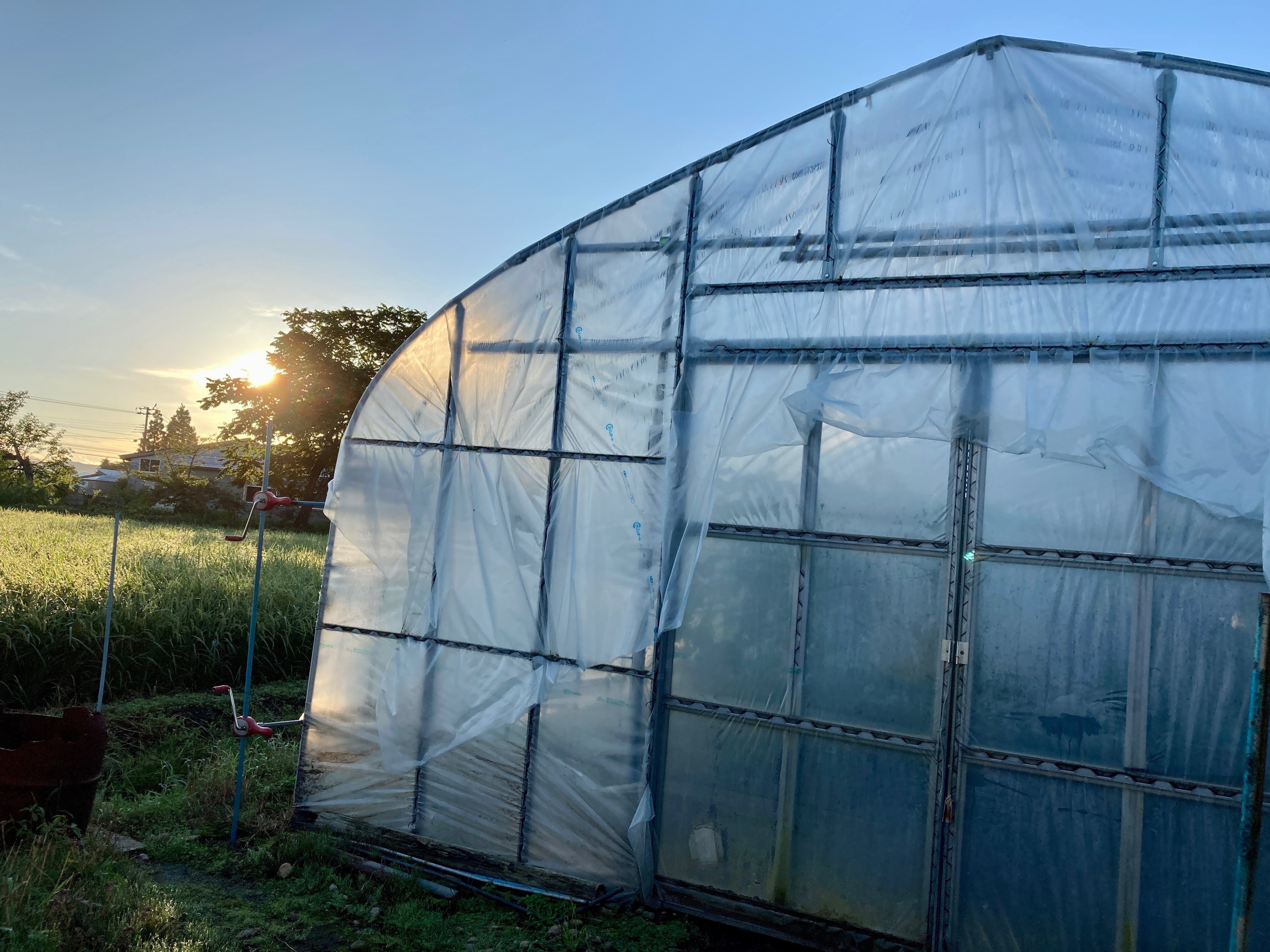 ジャッジして、ブラックきゅうりへ｜JAうご公式note【なぇんもねんしども】