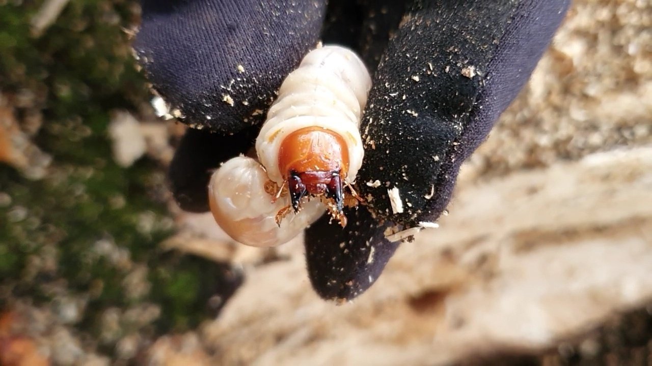 山梨県 オオクワガタ 材割り採集｜キヨタミ