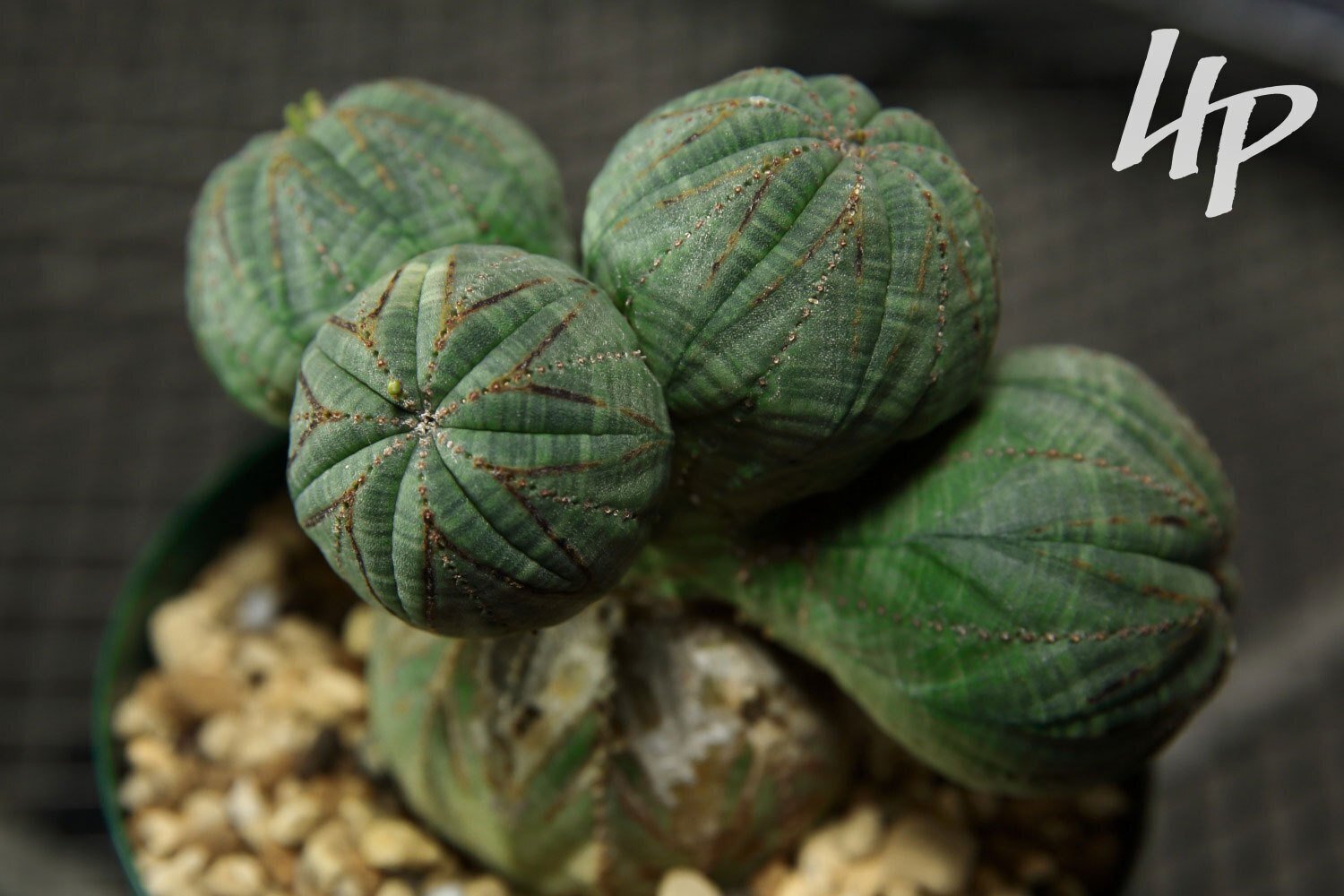 ポップでアートな成長点潰れ ユーフォルビア オベサが辿ってきた歩みを