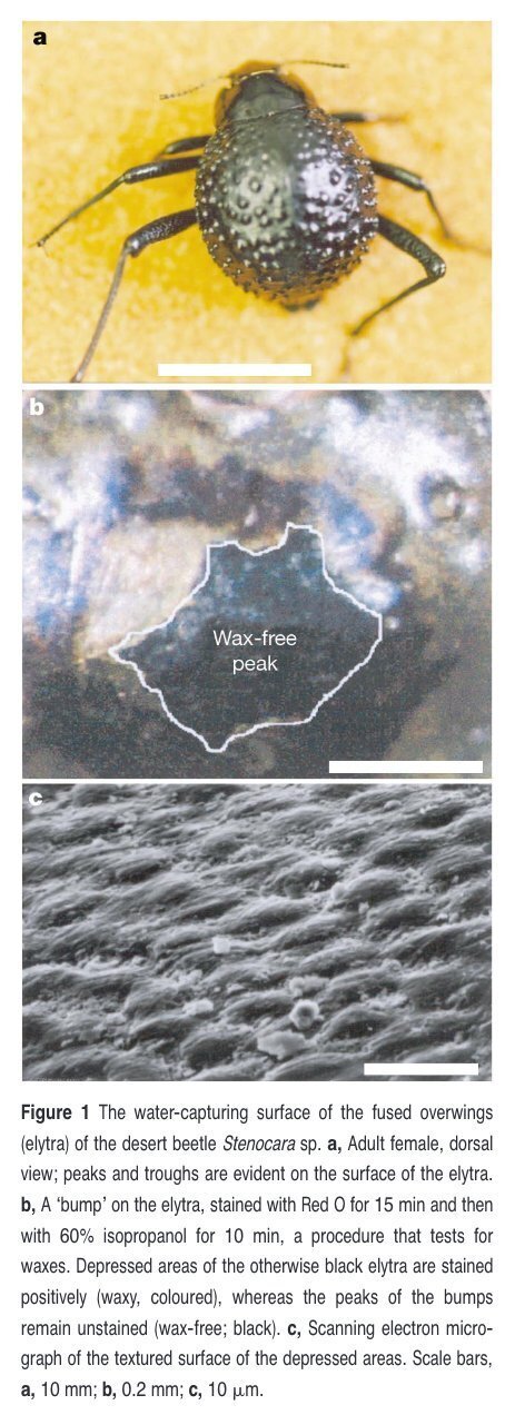 Biomimeticsの裏話 ナミブ砂漠のキリアツメを巡るスキャンダル｜Gyroid