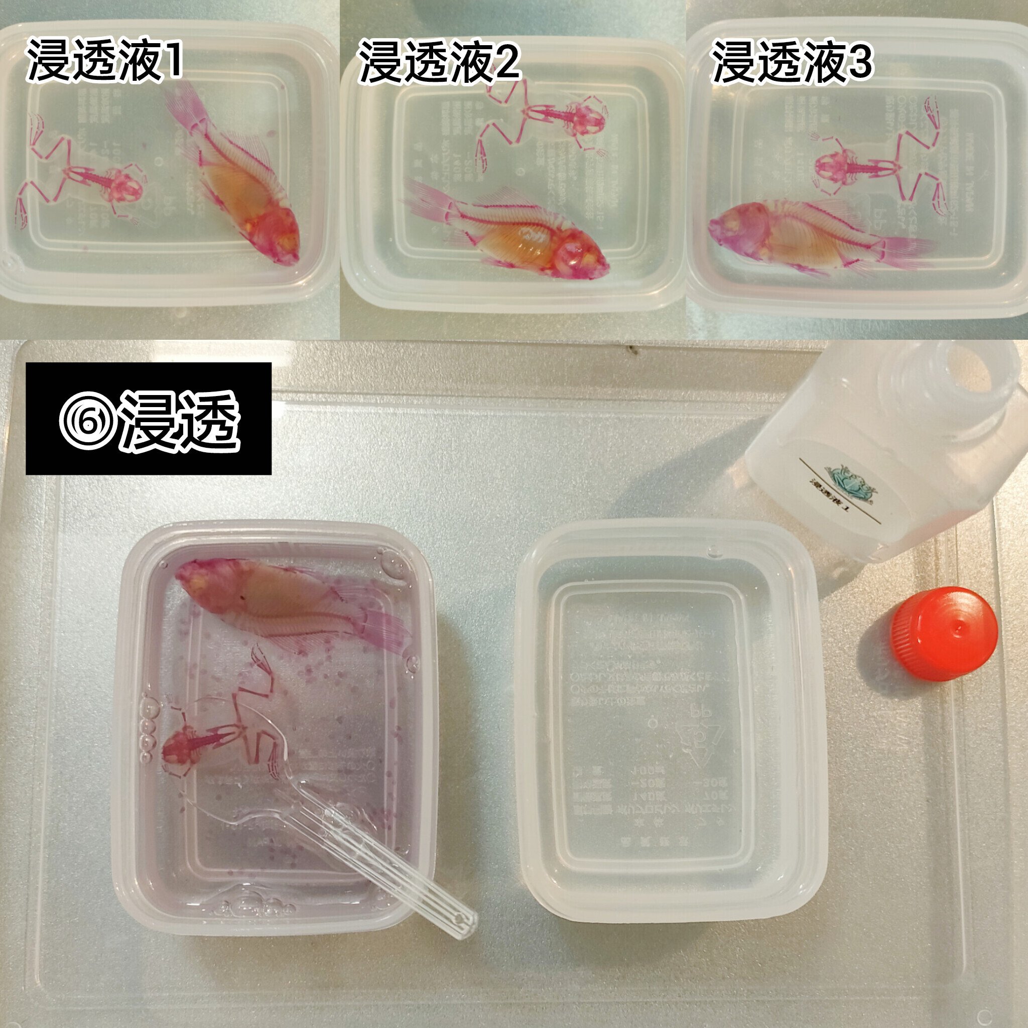 当店オリジナル【透明標本作製キット】（上級）作製マニュアル+補助