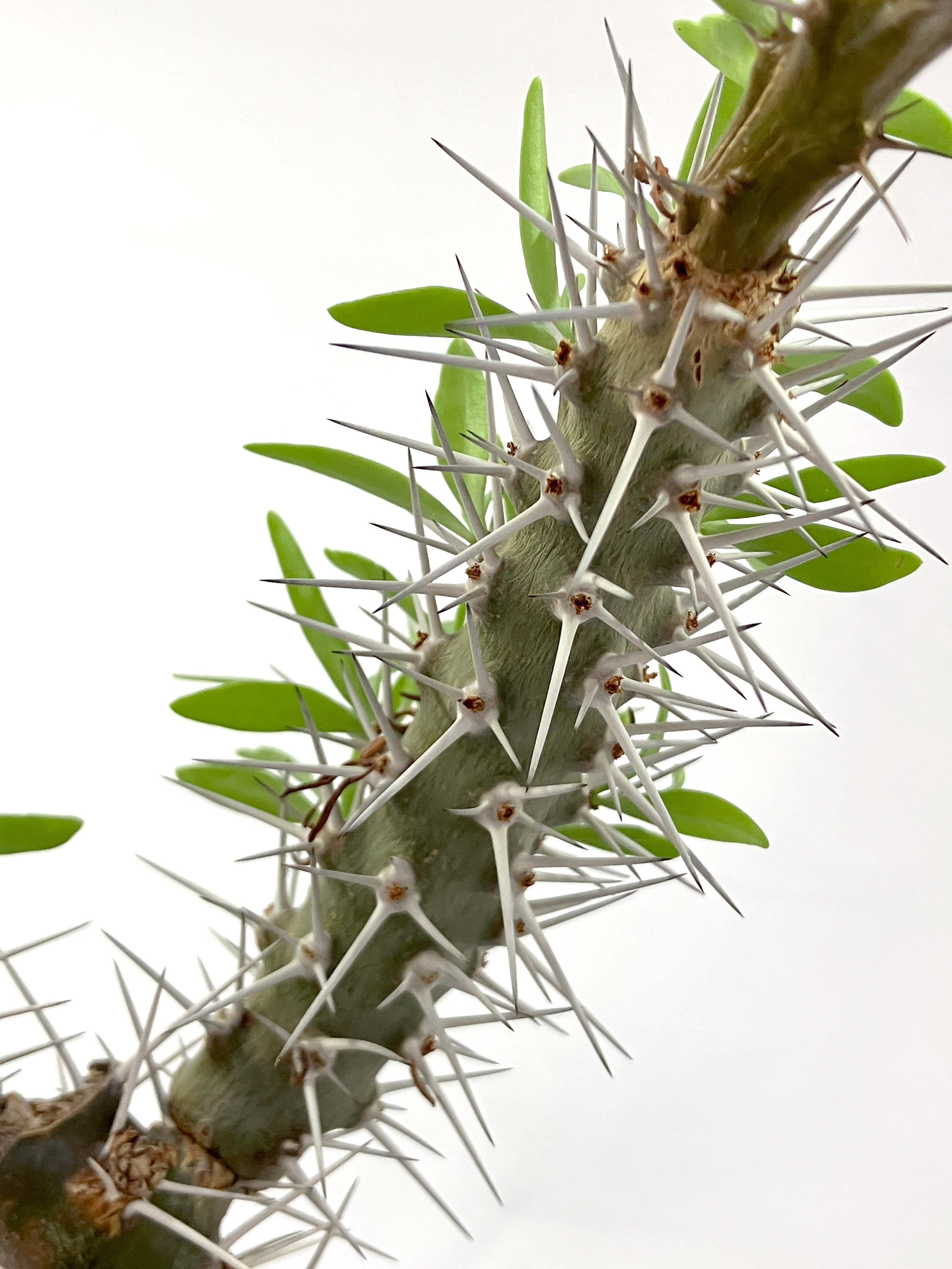 ディディエレア トロリー 挿木 – アぺロ・ヒュ―レ