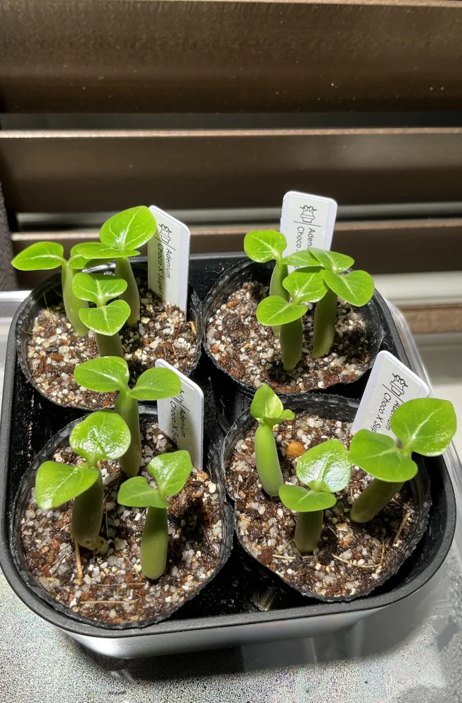 種子] アデニウム Choco X SPR Adenium Choco X Super red｜レア品種