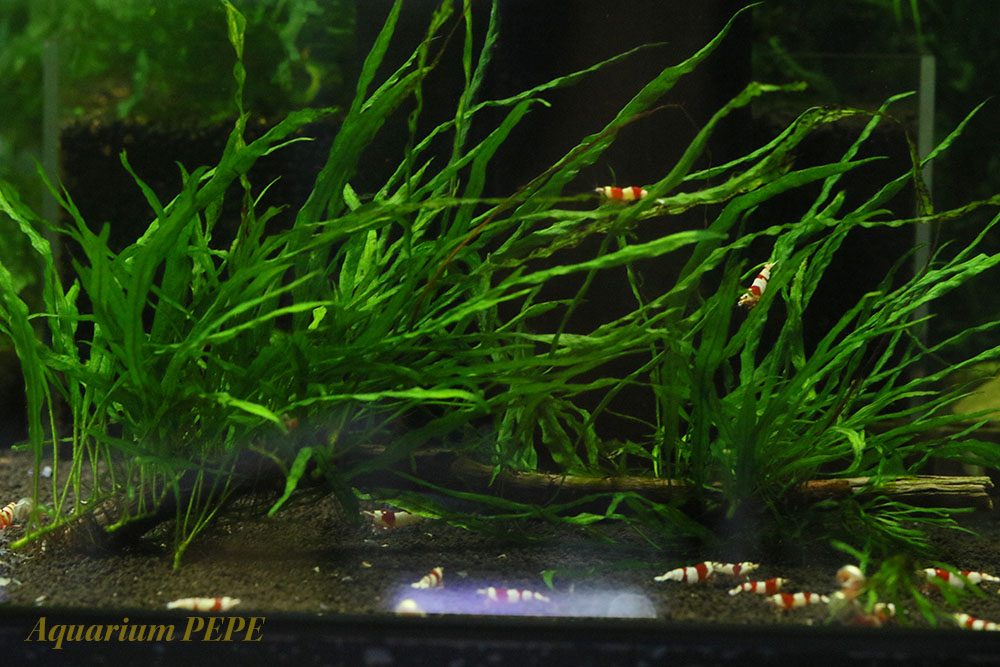 ミクロソリウム本ナローが元気に成長中♪ | 【AquaRoomGRAMP】趣味の