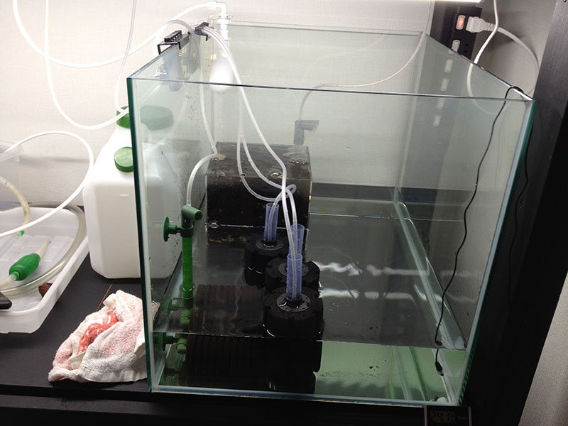 マーフィード浄水器「スタンダードNEO」を手に入れました