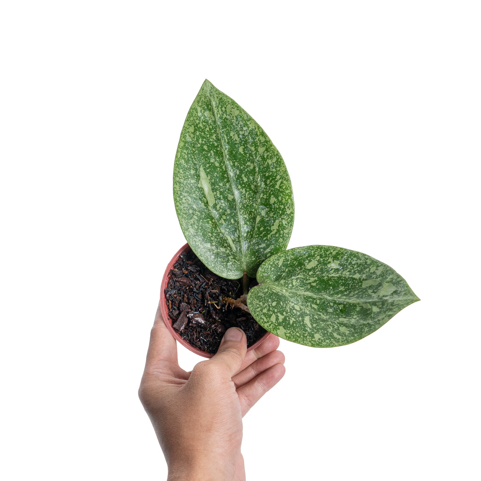 Hoya glabra splash (YiP) – Aroid Market