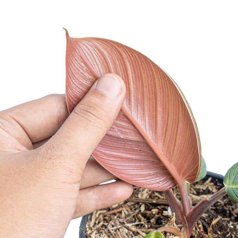 Homalomena red thrick Sp Sumatra – Aroid Market