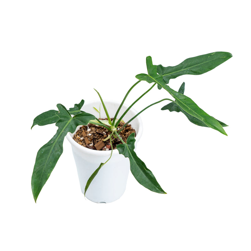 Philodendron longilobatum mint②｜フィロデンドロン Philodendron