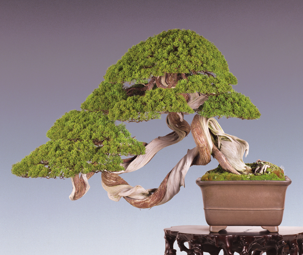 真柏│盆栽、盆栽書籍、盆栽鉢の通販│近代出版