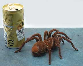 ゴライアスバードイーターBIG - 有限会社プラスト