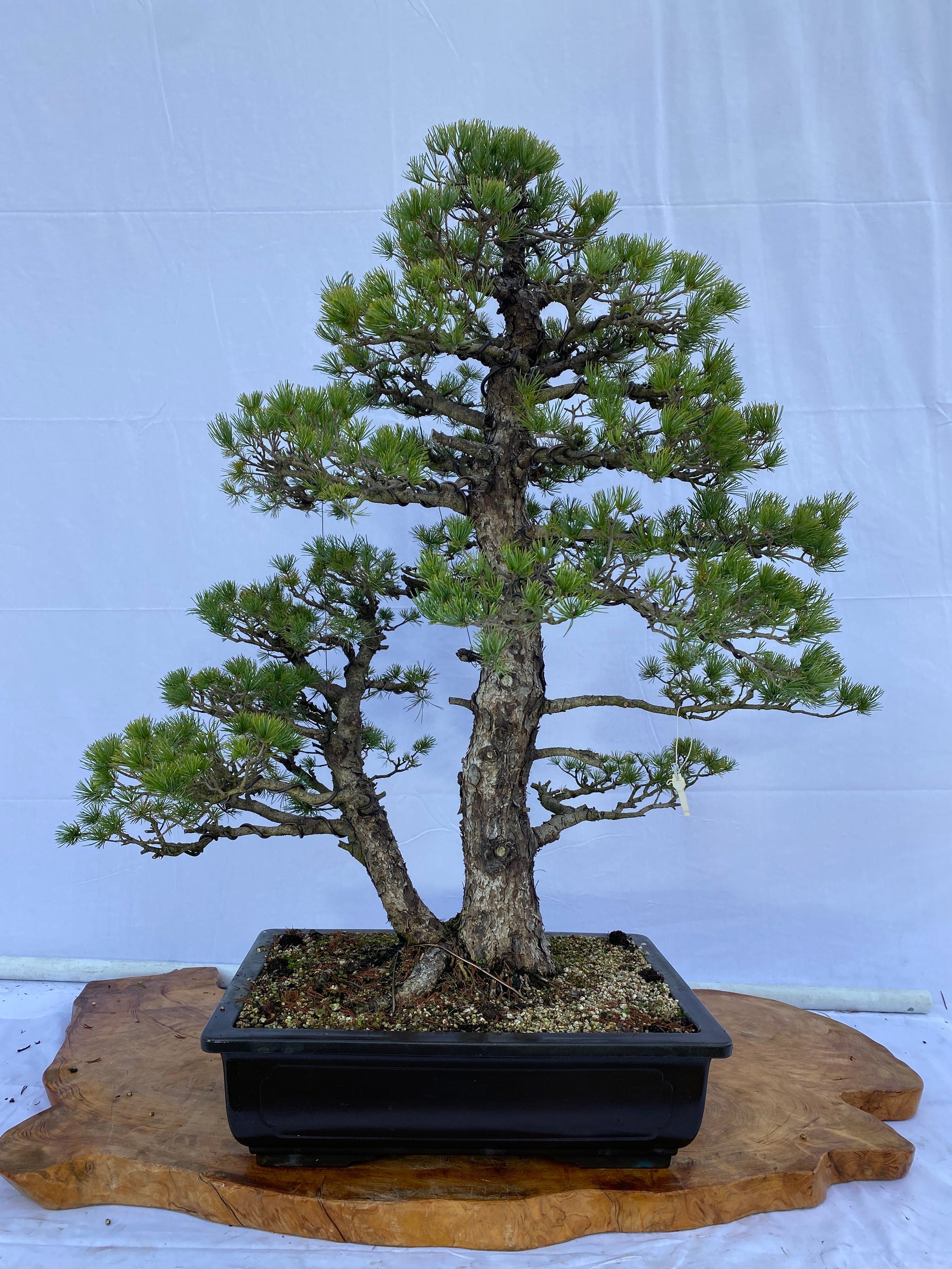 赤石五葉松A033 ※国内配送のみ（日本）