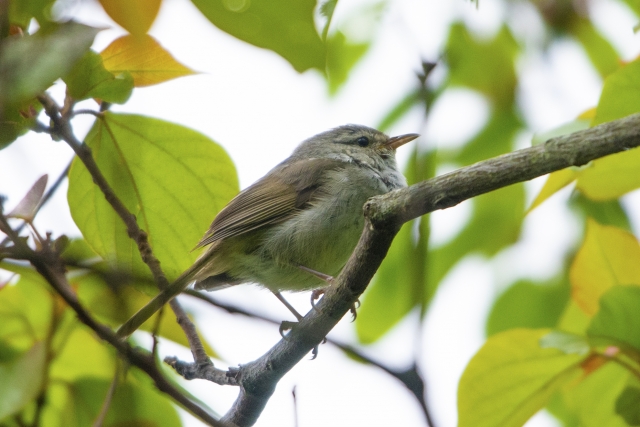 たのしい万葉集: 鶯(うぐいす)を詠んだ歌