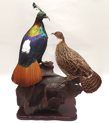 ニジキジ つがい | 大型 | 鳥類 | 剥製の製作・直売・レンタル・修理