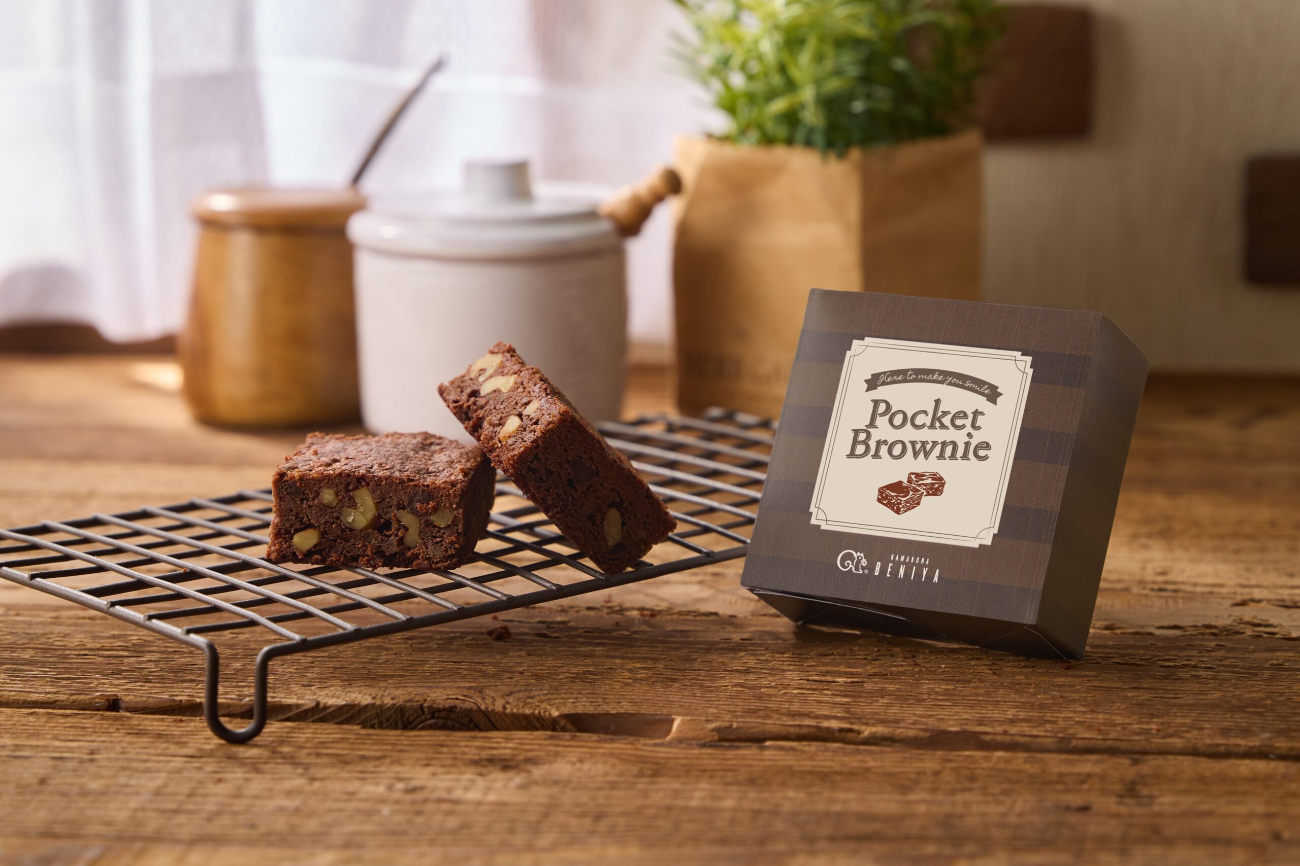 ⭐︎ オテロイ実生 選抜株 Brownie 9月12日より】「ポケットブラウニー