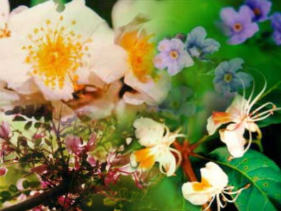 ヒマラヤンエンハンサーズ バイタルスパーク フラワーエッセンスと