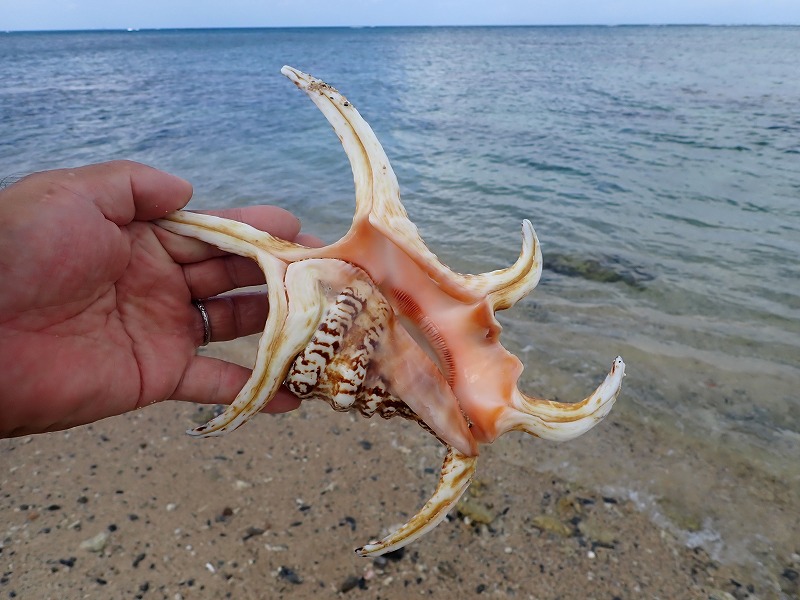 貝殻(沖縄の青い海の宝) ラクダガイ蓋付