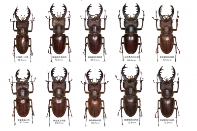 国産ミヤマクワガタ標本 | クワガタ飼育日記