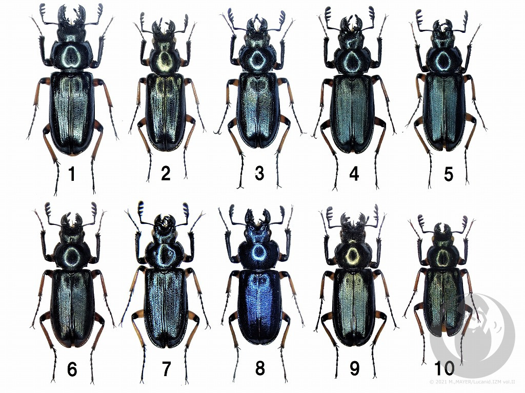 謎のルリクワガタ属について - Lucanid.IZM Vol.II -日本産