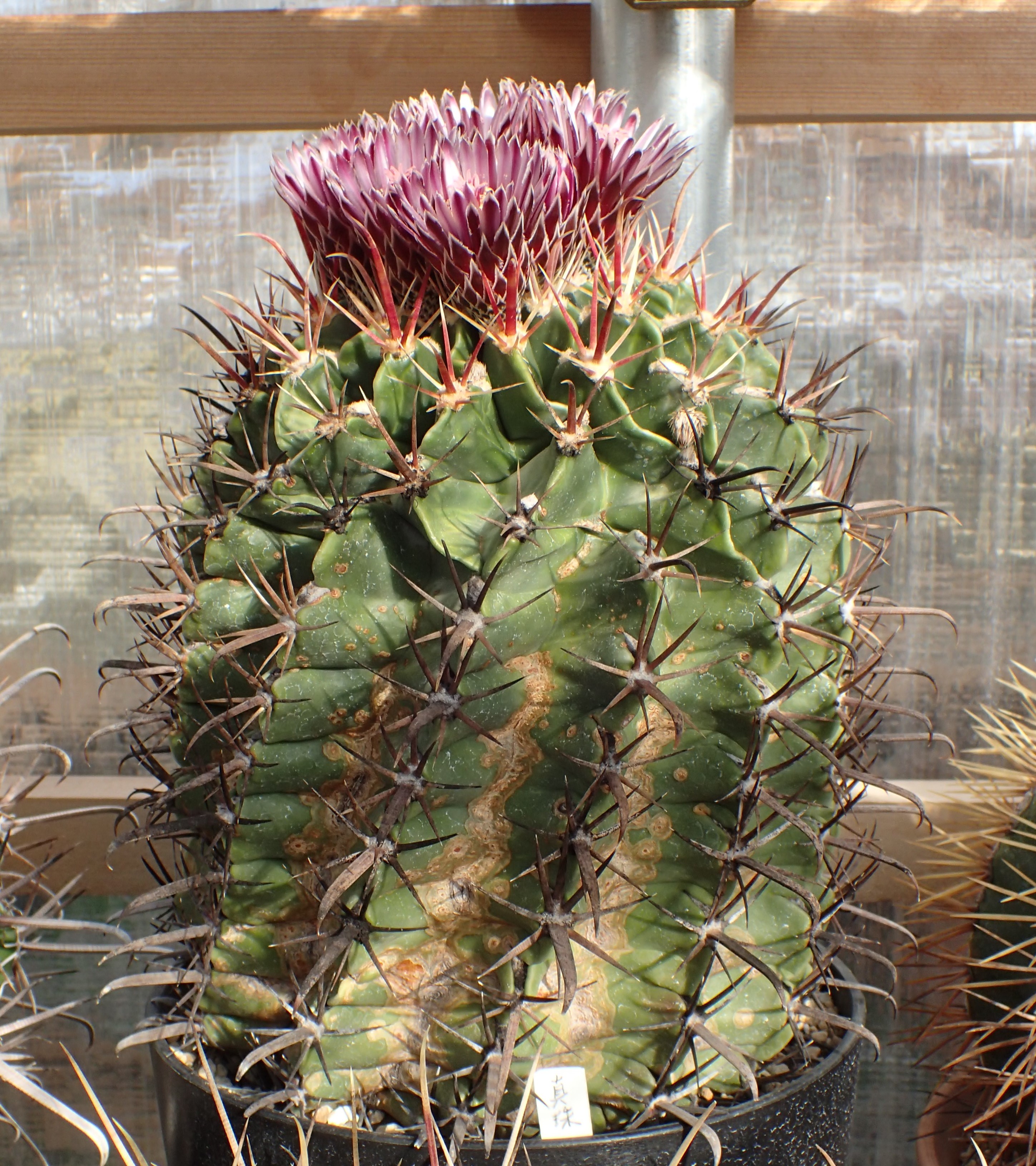 フェロカクタス刈穂玉錦 白斑入り◇アロエ多肉サボテン ハオルチア