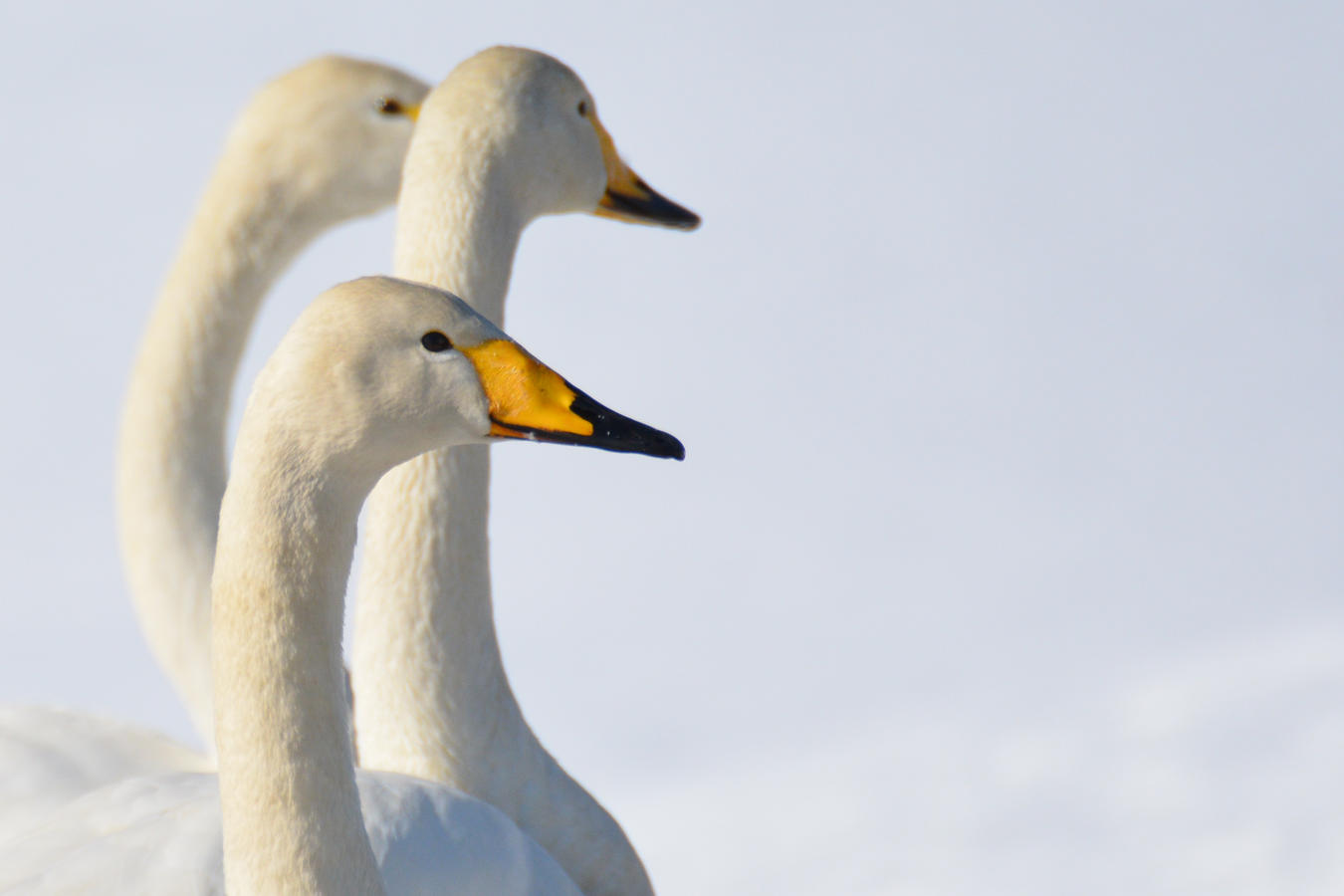 白鳥ふれあい広場 2025 - 誰も紹介しない津軽