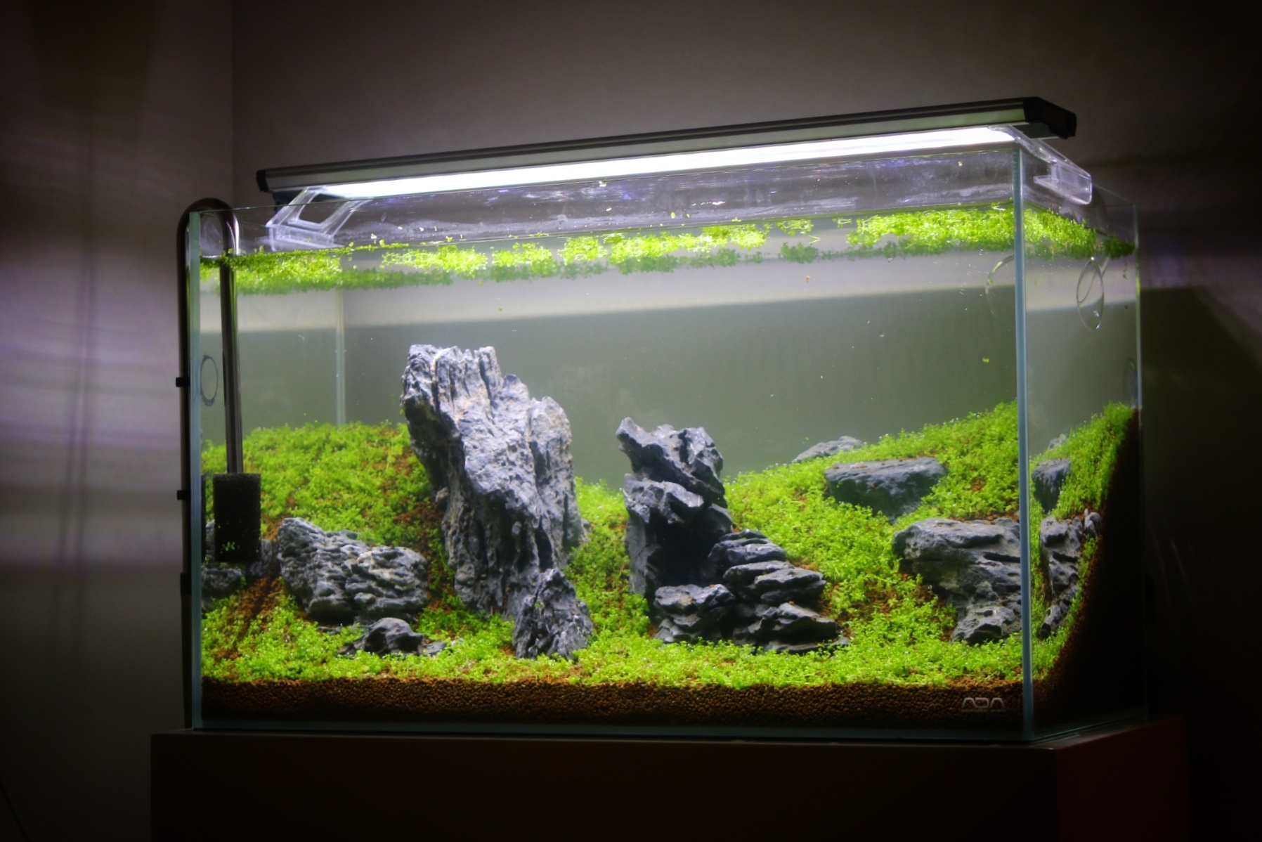 ADA龍王石 親石2つ 副石3つ ADA龍王石 親石2つ 副石3つ ADA龍王石 親石