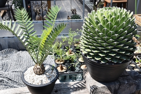 spicy gem 訪問 | ザントップ家の日常