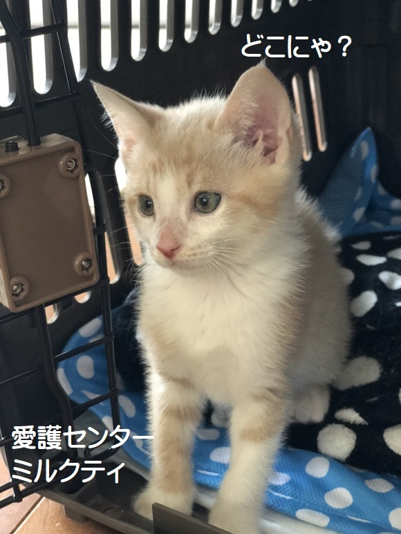 7匹子猫ミルクティ トライアル開始 | サクラねこ名古屋