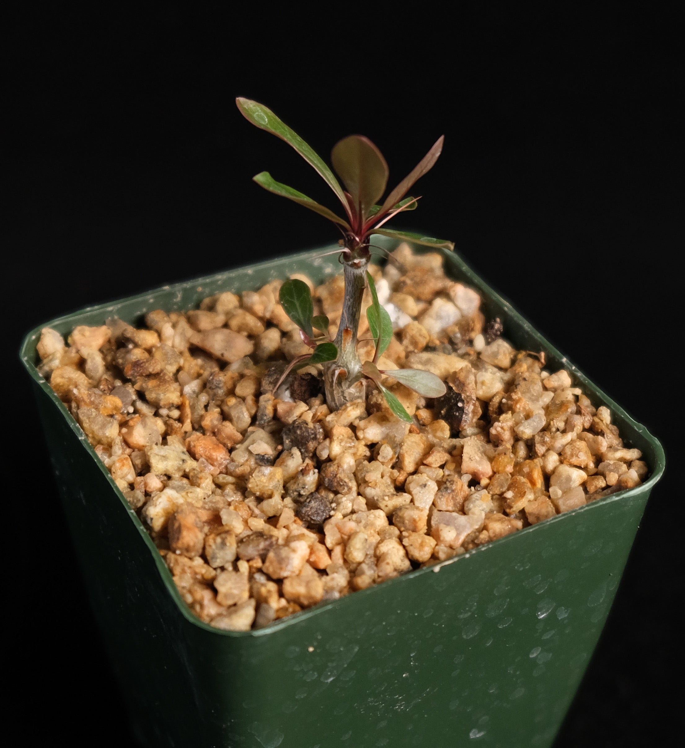 Fouquieria fasciculata – Cactaceae Storeiencius