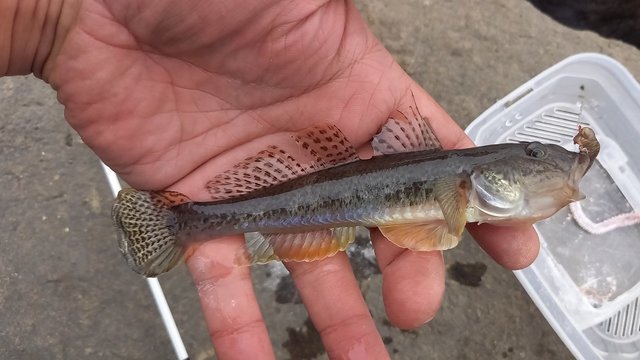 ダイワ ベイトリール アルファス SV TW 800S-XHL(左)【即日発送】(800S