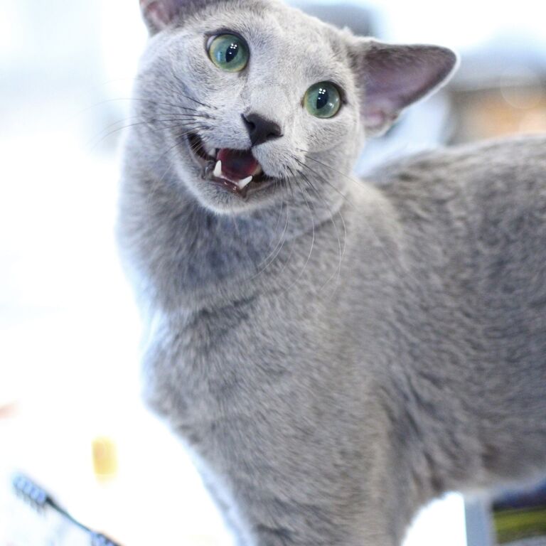 CFAロシアンブルーのスタンダード | ブログ | ロシアンブルー専門