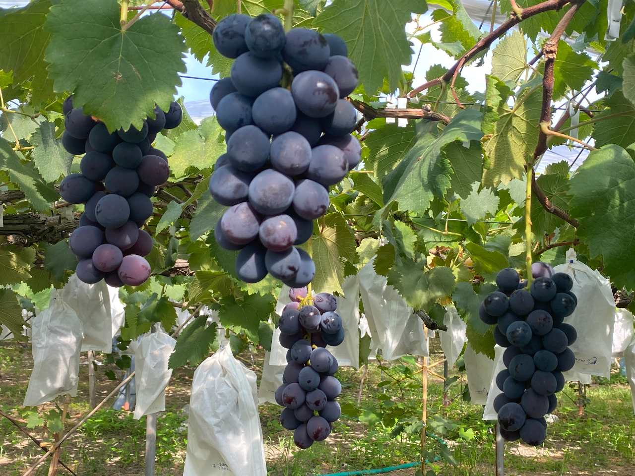 2025年開催予定！【じゃらん限定☆うれしいおみやげ付き】【8月