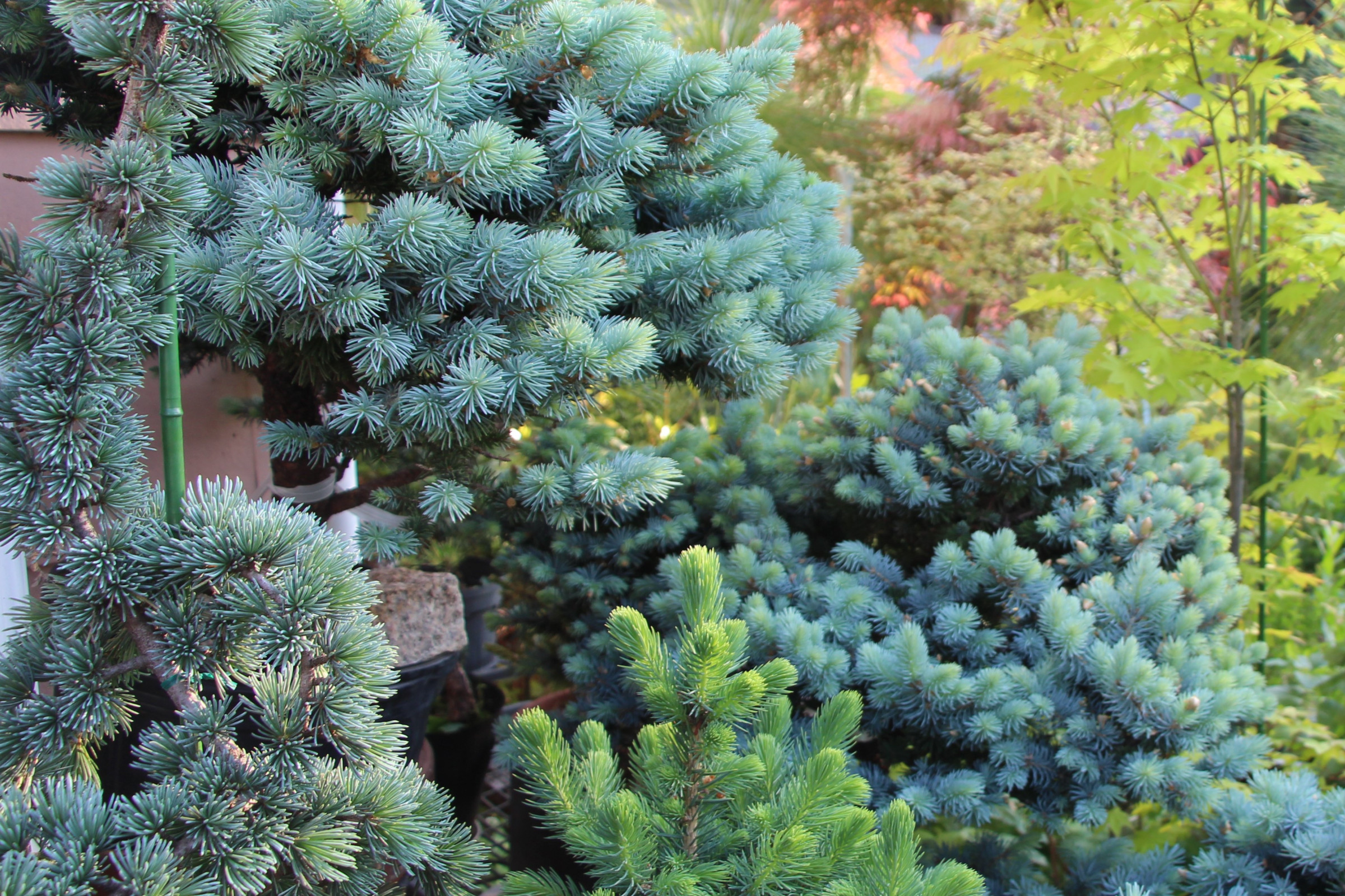 プンゲンストウヒ ポプシー スーパブルー グロボーサ を中心に販売し