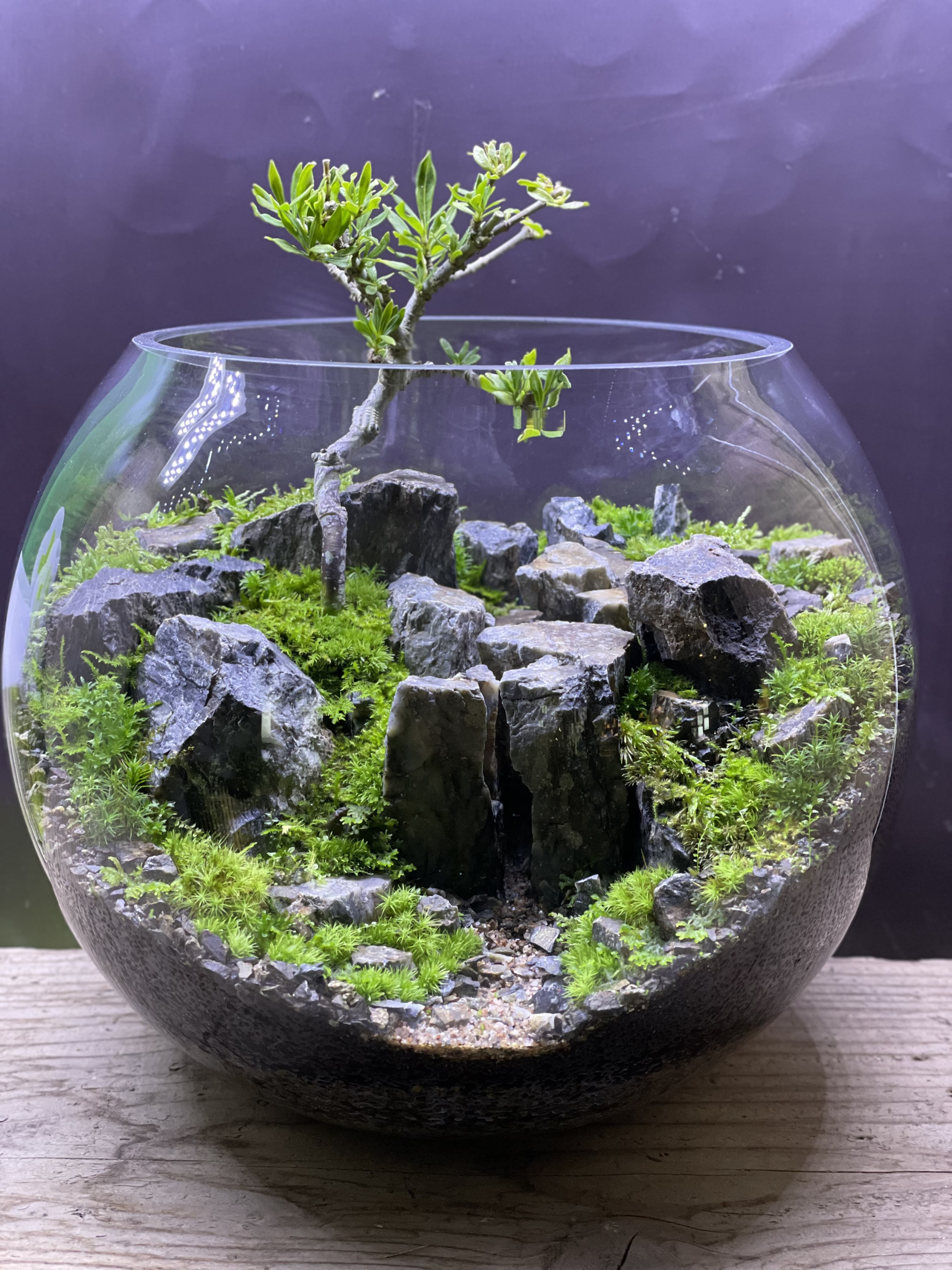 moss-connect / 苔 / 苔テラリウム教室 / 苔テラリウム / 盆栽
