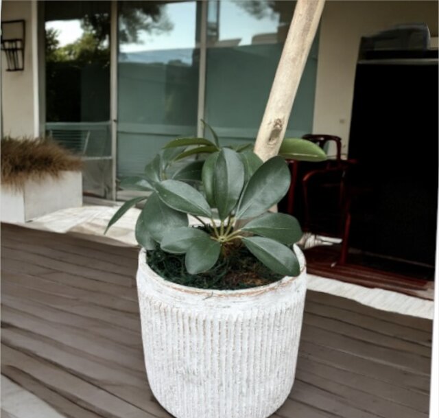 光触媒 人工観葉植物 ウォールグリーン フェイクグリーン カポック