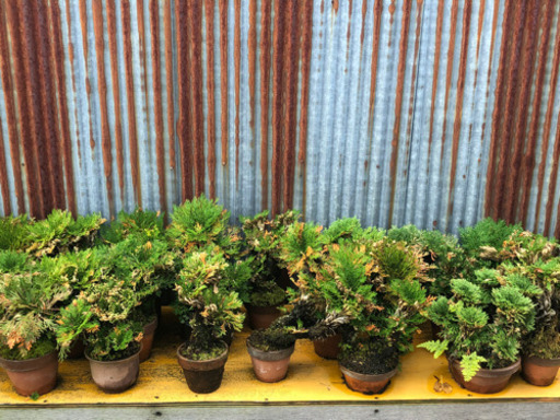 イワヒバ岩松100円〜たくさんあります☆ (かずっち) 西那須野のその他