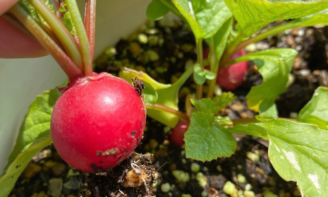 ラディッシュ(二十日大根)の育て方】種まき時期や収穫時期は？